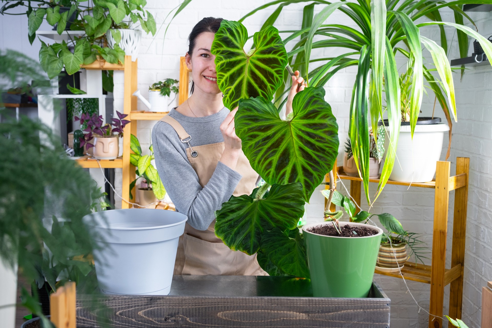 Woman in apron holds large striped philodendron leaf and Caring for potted plant, Transplanting and repotting large home plant Philodendron verrucosum into a new bigger pot in home interior.