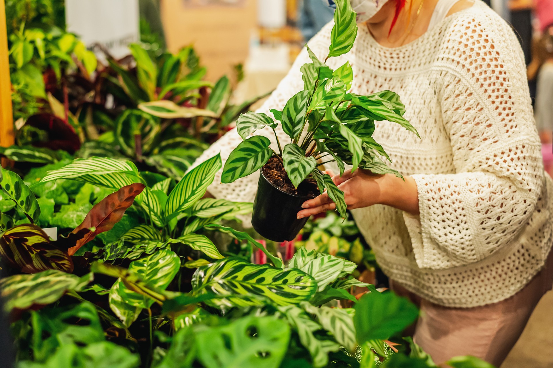 houseplants market, selling flower arrangement. flowers and green plants in pots for garden and home decoration at the flower market